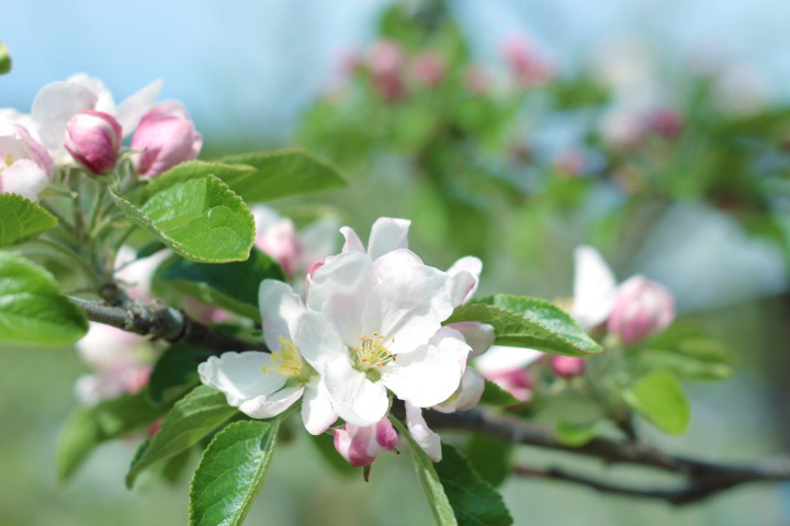 コックスオレンジピピンも開花しました! 紅玉屋
