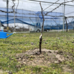 春の農園に植え付けられたぶどうの苗木。細い幹が土から直立し、接ぎ木の白い傷跡が残る。背後には青いネットと軽トラが見える。