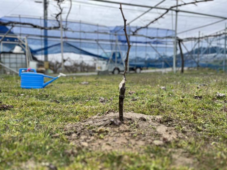春の農園に植え付けられたぶどうの苗木。細い幹が土から直立し、接ぎ木の白い傷跡が残る。背後には青いネットと軽トラが見える。